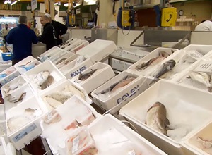 Styropor-Fischkisten